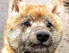 世俱杯决赛-绝境之光，拉亚在东决关键战的封神之夜