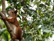 世俱杯2025-迪亚斯领军闪耀，塞维利亚正面击溃芬兰获关键胜利