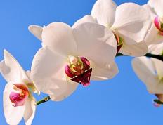 世俱杯时间-哈利伯顿在嘘声中绽放，山西队狂胜背后的英雄交响曲