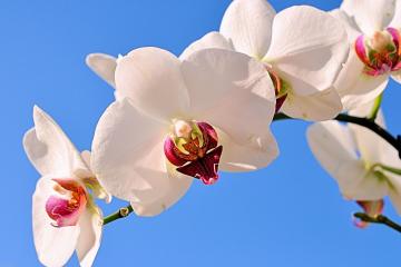 世俱杯时间-哈利伯顿在嘘声中绽放，山西队狂胜背后的英雄交响曲