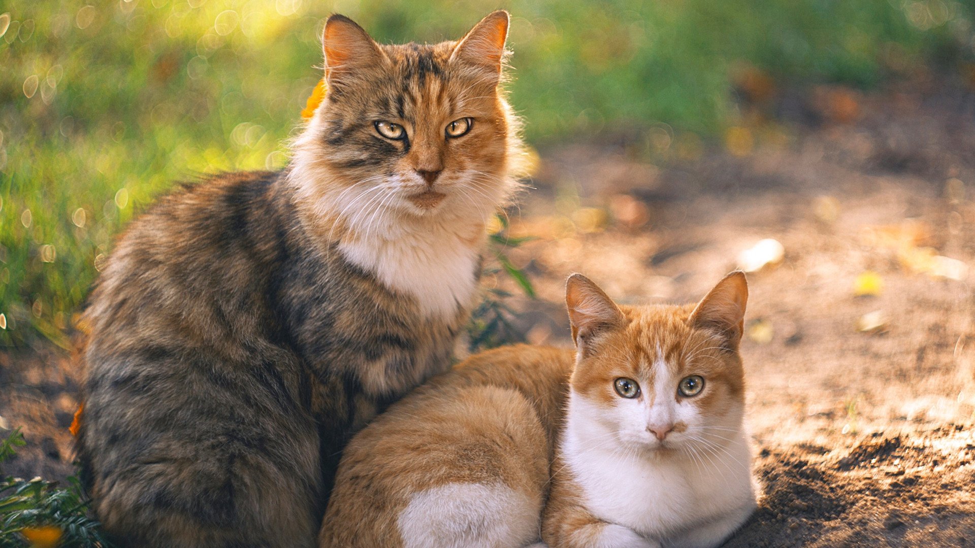 世俱杯赛程-浓眉制霸内线！北控生死战力克新疆迎生机