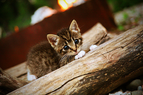 世俱杯时间-聚光灯效应,武切维奇何以在骑士舞台绽放光芒?