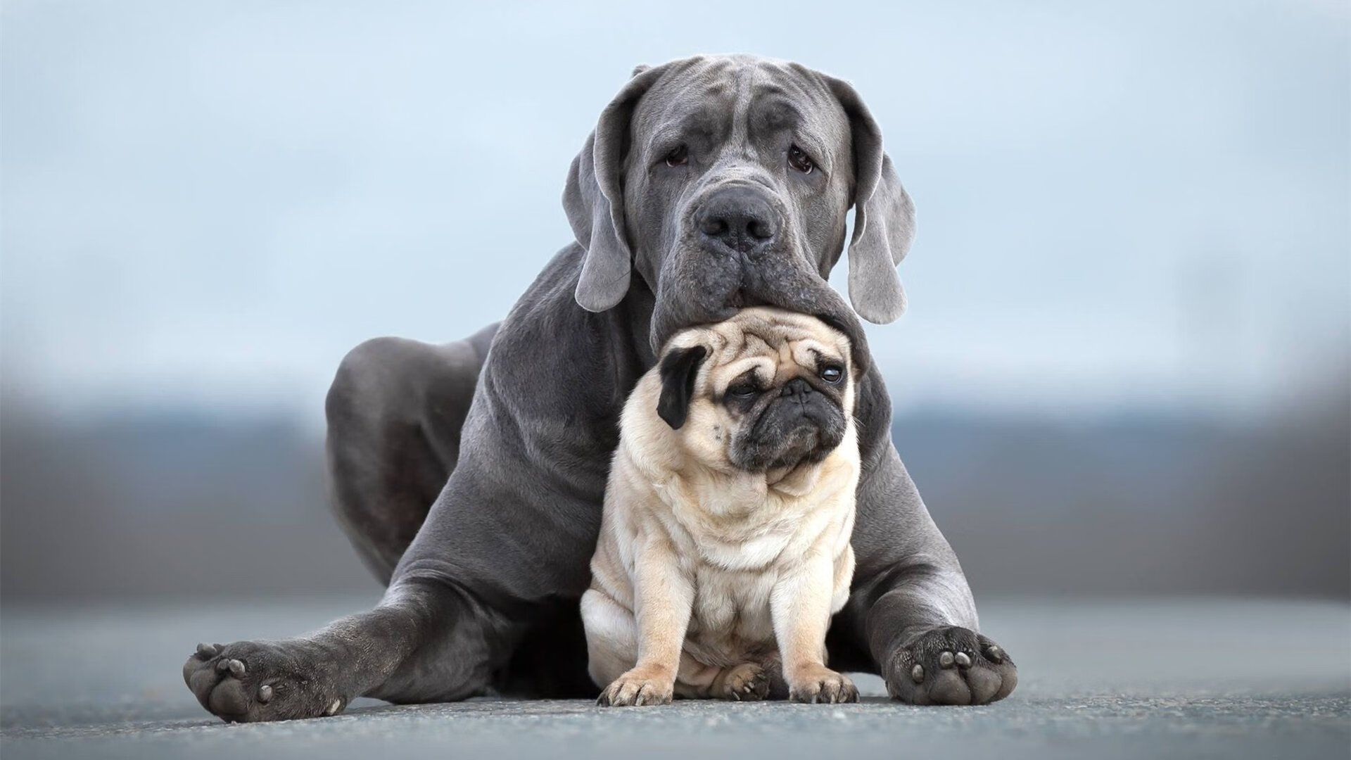世俱杯参赛资格-体育周末双响炮,新疆队击溃吉林队,小贾伦F1揭幕战接管比赛