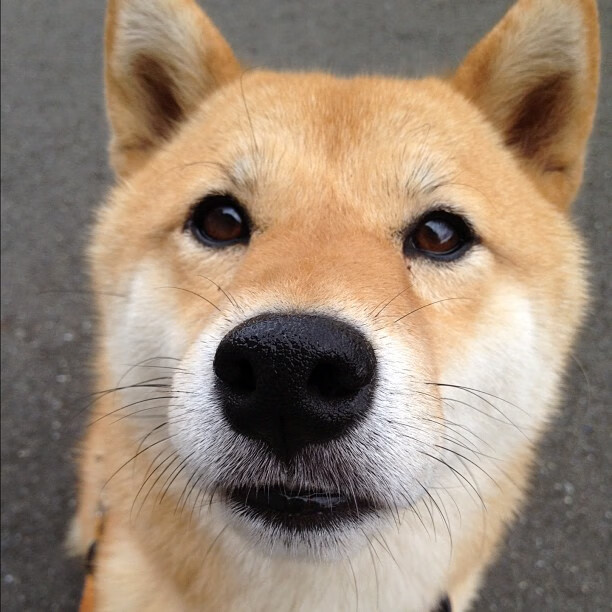 世俱杯分组-天山利刃撕裂达拉斯!新疆队绝境翻盘点燃东决焦点战