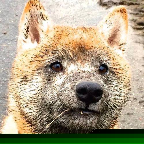 世俱杯决赛-绝境之光，拉亚在东决关键战的封神之夜