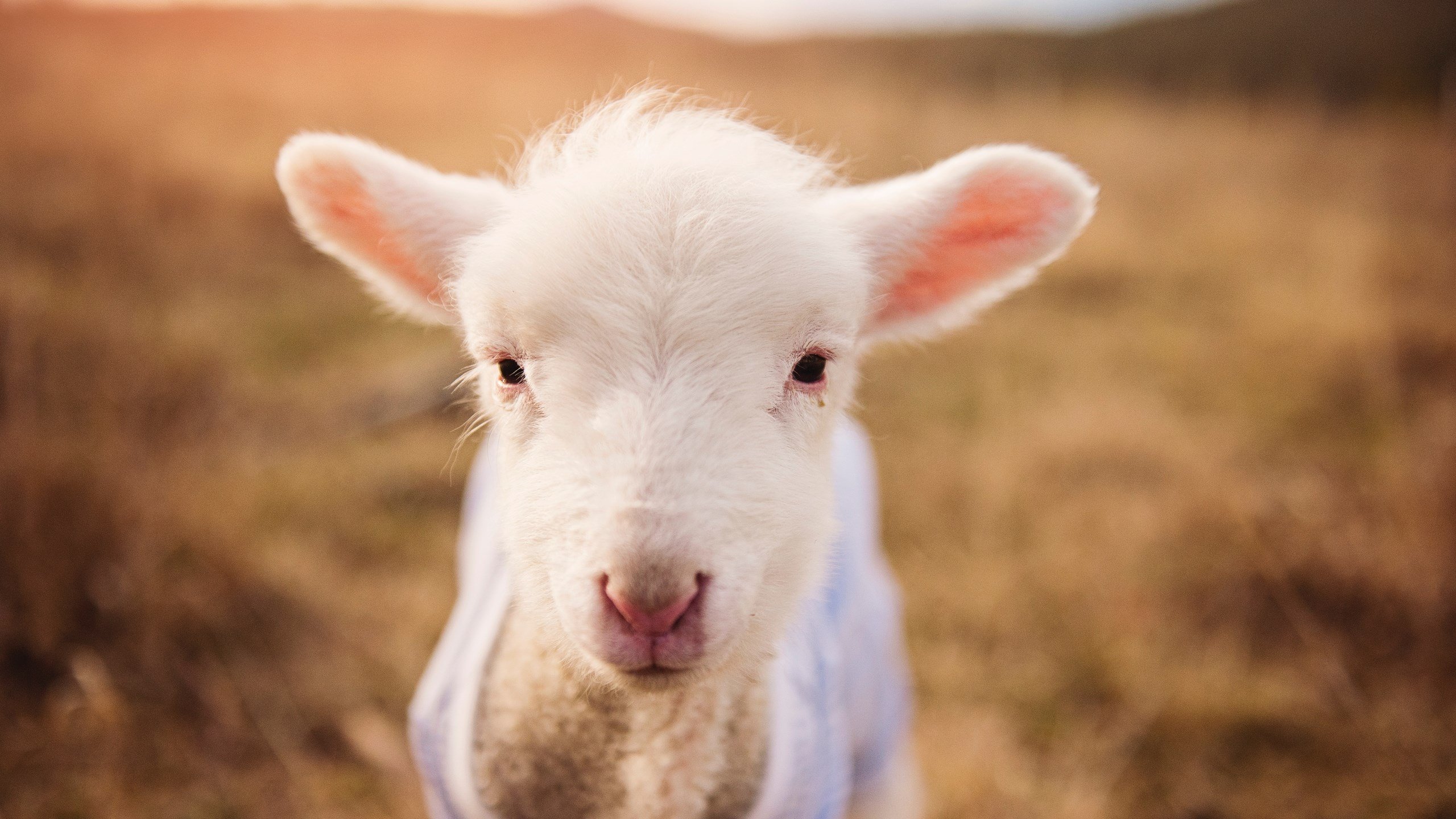 世俱杯2025-逆压之下的绿茵救赎，范戴克，阿根廷的关键先生