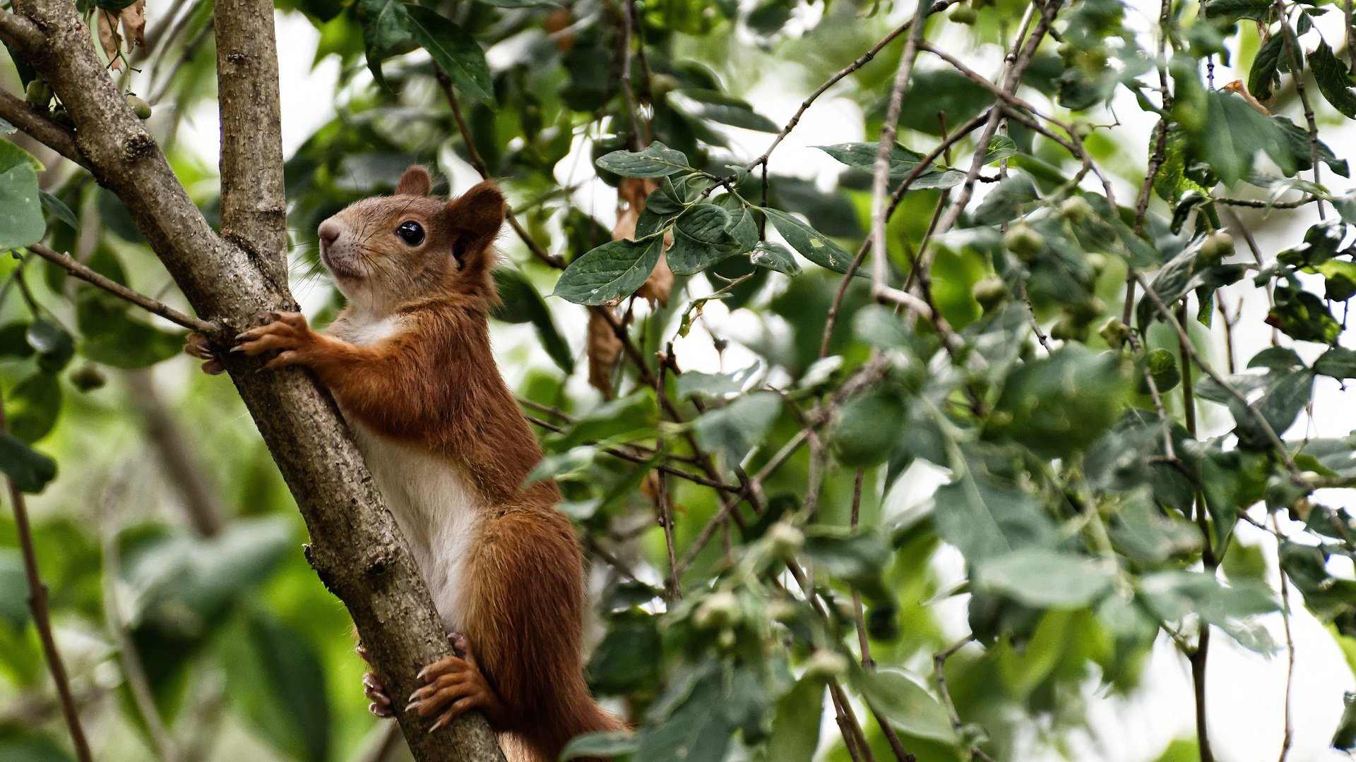 世俱杯2025-迪亚斯领军闪耀，塞维利亚正面击溃芬兰获关键胜利
