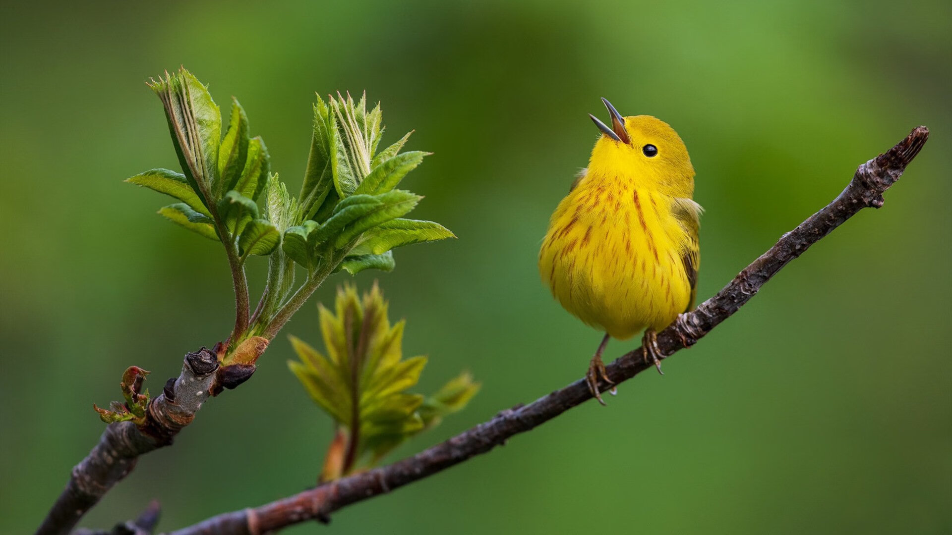 世俱杯奖金-死神降临!拉文末节19分一波流带走76人