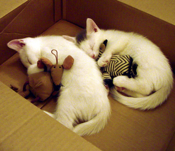 世俱杯时间-锡安横刀立马，深圳失意达拉斯