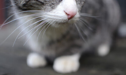 世俱杯参赛资格-统治力的双重奏，雄鹿铁蹄踏破汽车城，格林圣火照亮世界排名战场