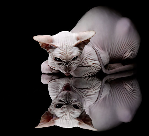 世俱杯时间-当库里在英超禁区投进三分，体育的疆界只在想象边缘