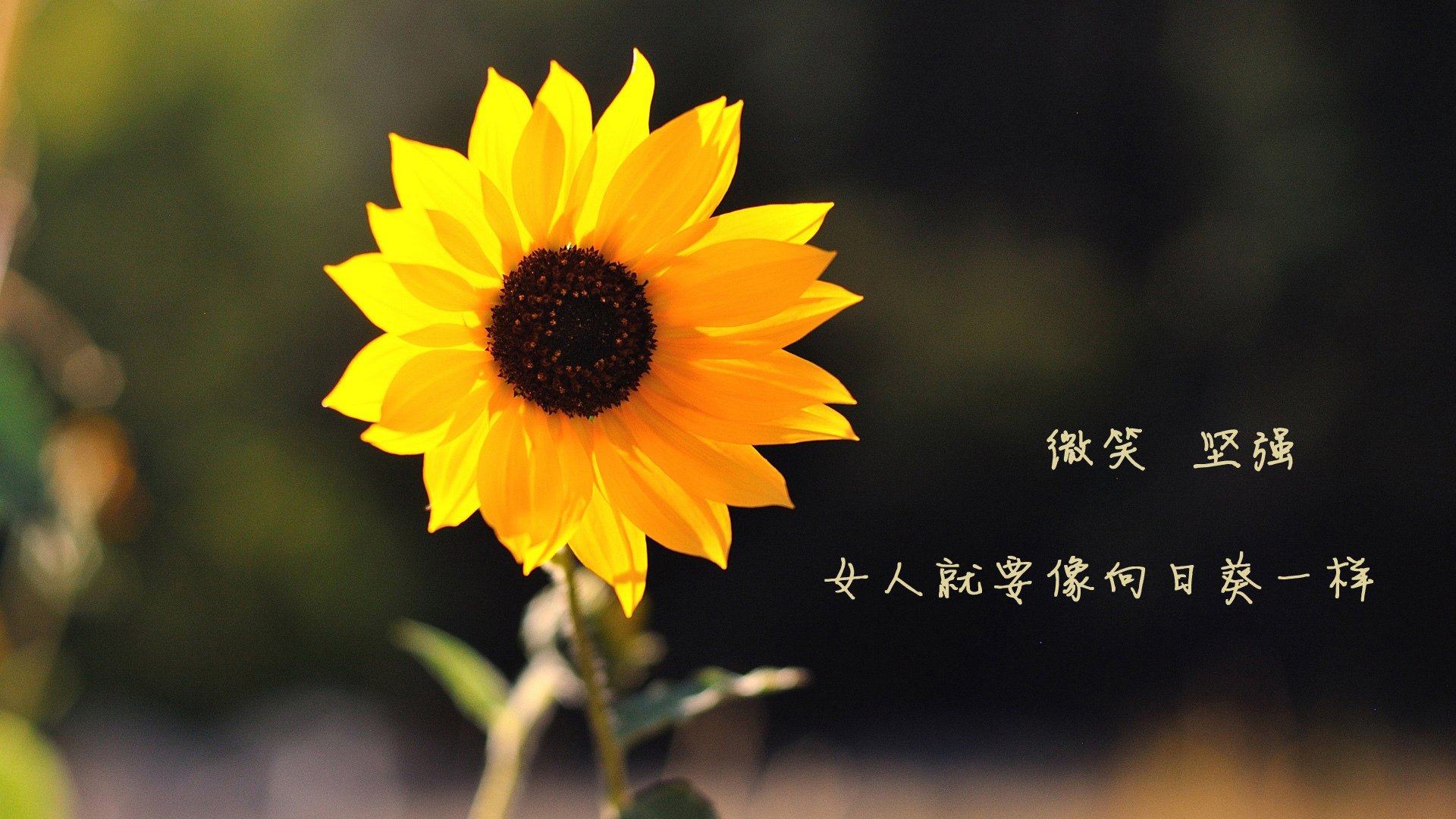 世俱杯时间-南美巨人梦碎河内，越南绝杀巴西，坎塞洛完成致命一击